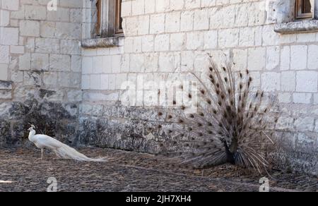 Zwei Pfauen, einer ein weißer Pfau und der andere ein Opalpfau, zeigen Federn in einem Paarungsritual auf Chateau du Rivau, Loire-Tal, Frankreich. Stockfoto