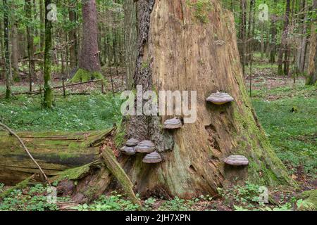 Gruppe von Polypore-Pilzen im Herbst wächst über Fichtenstämmen, Bialowieza Forest, Polen, Europa Stockfoto