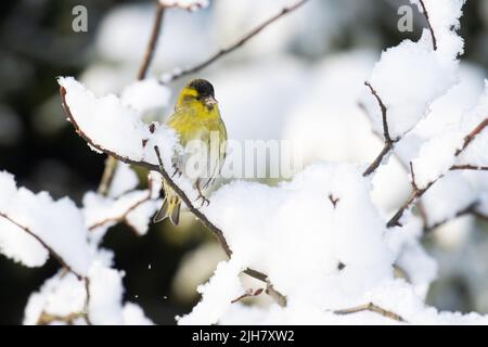 Männliche eurasische Siskin, Carduelis spinus, hoch oben auf einem verschneiten Ast an einem sonnigen Wintertag im estnischen borealen Wald Stockfoto