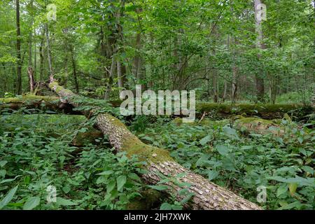 Kaputte alte Eschen Moos umwickelt liegen unter Pflanzen im Sommer Laubbaum, Bialowieza, Polen, Europa Stockfoto