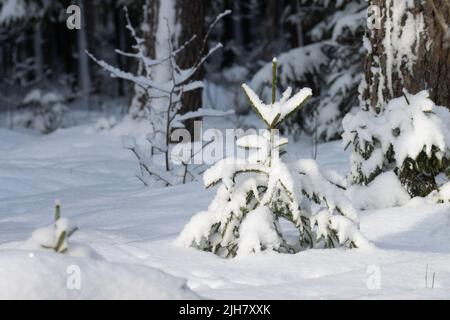 Eine kleine europäische Fichte, Picea abies bedeckt mit Schnee im estnischen borealen Wald Stockfoto