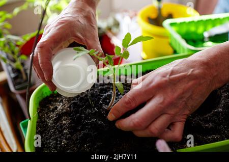Alter Mann, der im Gewächshaus gärtnerte. Herrenhände Pflanzen Tomatensämlinge in den Boden und gießen, selektive Fokus. Pflanzen und Gärtnern bei Sprotte Stockfoto
