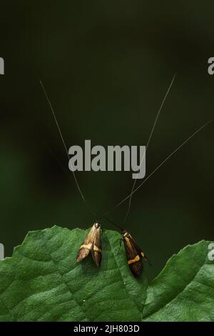 Zwei Cauchas Fibulella Motten, die auf einem Blatt ruhen. Es ist eine tagesaktive Motte der Familie der Adelidae. Stockfoto