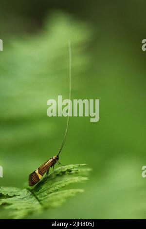 Cauchas fibulella ruht auf einem Blatt. Es ist eine tagesaktive Motte der Familie der Adelidae. Stockfoto