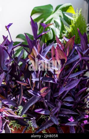 Die Blätter der Tradescantia pallida sind oft violett gefärbt oder unterschiedlich: Grün, weiß, lila. Gedeiht in vollem Licht oder Teilschatten in subtropischen Gebieten, gr Stockfoto