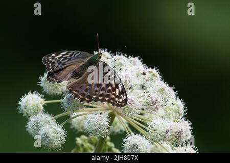 Eine silbergewaschene weibliche Fritille, Valesina, ruht auf einer weißen Blume in Estland, Nordeuropa Stockfoto