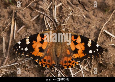 Ein farbenfroher, gemalter Schmetterling, der an einem Herbsttag in Estland, Nordeuropa, auf Dreck ruht Stockfoto