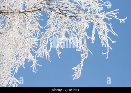 Einfacher Schuss von frostigen Birkenzweigen an einem kalten und sonnigen Wintertag in Estland, Nordeuropa Stockfoto