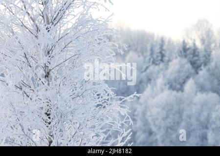 Frosty Birch Branch an einem kalten Wintertag in Estland, Nordeuropa Stockfoto