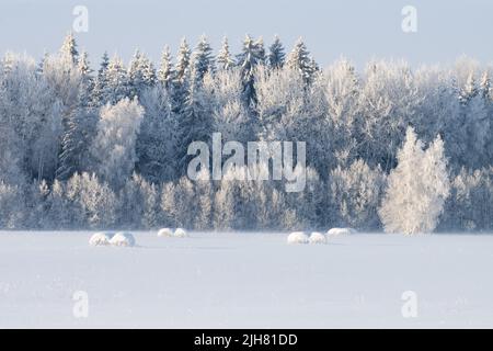 Viele schneebedeckte Heuballen auf einem Feld während eines knusprigen kalten Winterabends in Estland, Nordeuropa Stockfoto