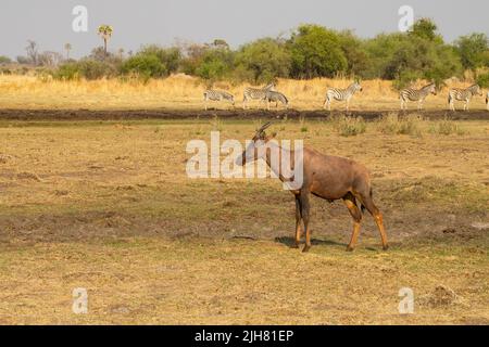 Gewöhnlicher Tessebe oder Sassaby (Damaliscus lunatus lunatus) Stockfoto