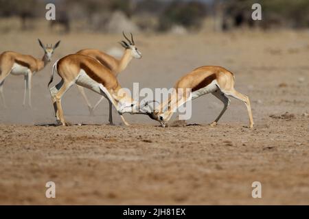 Springbok (Antidorcas marsupialis). Zwei Böcke kämpfen Stockfoto