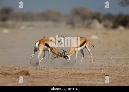 Springbok (Antidorcas marsupialis). Zwei Böcke kämpfen Stockfoto