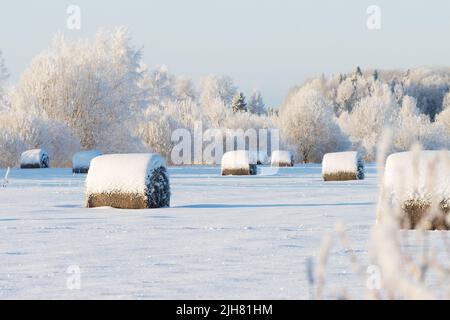 Viele schneebedeckte Heuballen auf einem Feld während eines knusprigen kalten Winterabends in Estland, Nordeuropa Stockfoto