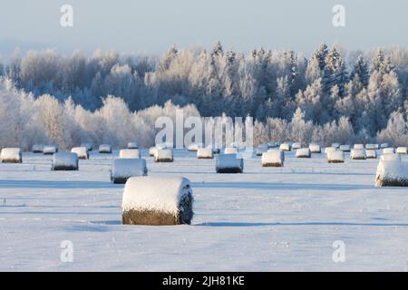 Viele schneebedeckte Heuballen auf einem Feld während eines knusprigen kalten Winterabends in Estland, Nordeuropa Stockfoto