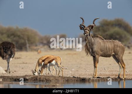 Große Kudu (Tragelaphus Strepsiceros) Stockfoto