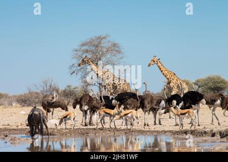 Südliche Savanna Giraffe (Giraffa giraffa) und Strauße (Struthio camelus) an einem Wasserloch im Nxai Pan National Park Stockfoto