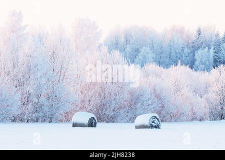 Viele schneebedeckte Heuballen auf einem Feld während eines knusprigen kalten Winterabends in Estland, Nordeuropa Stockfoto