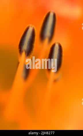 Nahaufnahme einer pfirsichfarbenen Tageslilie (Hemerocallis ssp.) mit braun gestreiften Anthern auf einem orangefarbenen, gelben Hintergrund der Blütenblätter. Stockfoto