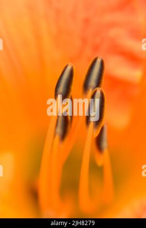 Nahaufnahme einer pfirsichfarbenen Tageslilie (Hemerocallis ssp.) mit braun gestreiften Anthern auf einem orangefarbenen, gelben Hintergrund der Blütenblätter. Stockfoto