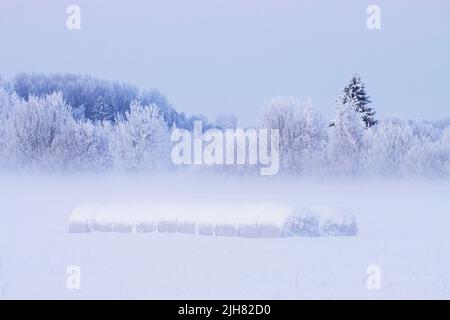 Viele schneebedeckte Heuballen auf einem Feld während eines knusprigen kalten Winterabends in Estland, Nordeuropa Stockfoto