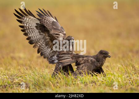 Zwei gewöhnliche Bussarde kämpfen auf dem Feld im Herbst Natur Stockfoto