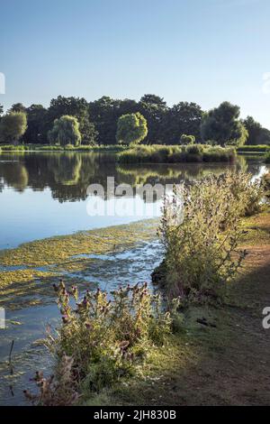 Die Hitze des Hochsommers im Buschy Park England Stockfoto