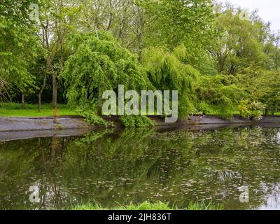 Trauerweide spiegelt sich in einem Teich wider Stockfoto