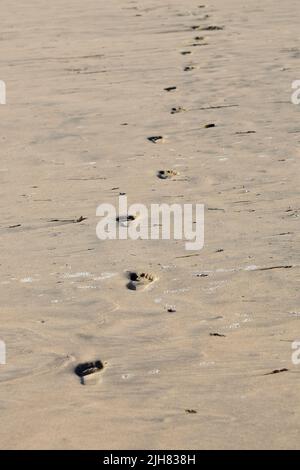 Frische Fußabdrücke im nassen Sand bei Sonnenuntergang am Perranporth Beach Stockfoto