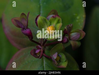 Eine Makroaufnahme der Blütenknospe eines tutsan Bush. Stockfoto