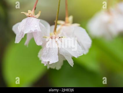 Eine Makroaufnahme einer späten Kirschbaumblüte. Stockfoto