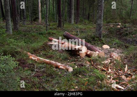 Frisch geschnittene Stämme aus Kiefernholz und Fichtenholz auf einem Waldboden in estnischem borealen Wald, Nordeuropa Stockfoto