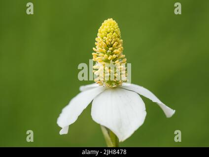 Eine Makroaufnahme einer Hosta undulata 'cordata blühen. Stockfoto