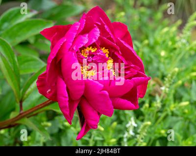 Nahaufnahme einer rosa Pfingstrose Sorte dekorativ Stockfoto