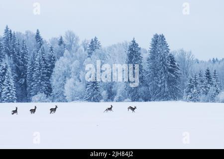 Eine kleine Gruppe von Rothirschen, die an einem kalten Wintertag in Estland, Nordeuropa, auf einem verschneiten Feld unterwegs sind Stockfoto