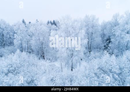 Frostiger gemischter Borealwald an einem kalten Tag in Estland, Nordeuropa Stockfoto