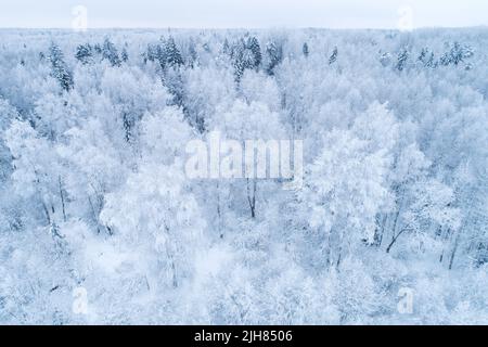 Frostiger gemischter Borealwald an einem kalten Tag in Estland, Nordeuropa Stockfoto