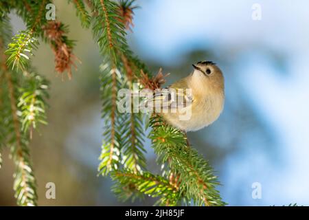 Kleiner Goldcrest, Regulus regulus hoch oben auf einem Fichtenzweig im estnischen borealen Wald Stockfoto