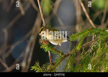 Kleines Goldcrest, Regulus regulus auf der Suche nach Insekten auf einem Fichtenzweig im estnischen borealen Wald Stockfoto