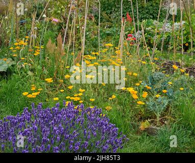 Farbenfrohe Ecke eines Somerset-Küchengartens, in dem Gemüsekräuter und Blumen nebeneinander existieren, um die Artenvielfalt zu erhöhen und Bestäuber zu ermutigen Stockfoto