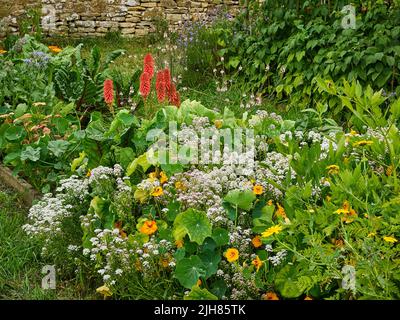 Farbenfrohe Ecke eines Somerset-Küchengartens, in dem Gemüsekräuter und Blumen nebeneinander existieren, um die Artenvielfalt zu erhöhen und Bestäuber zu ermutigen Stockfoto