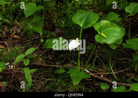 Calla palustris, ein blühendes Bog Arum inmitten eines üppigen und nassen borealen Waldes in Estland, Nordeuropa Stockfoto