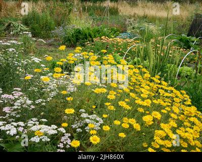 Farbenfrohe Ecke eines Somerset-Küchengartens, in dem Gemüsekräuter und Blumen nebeneinander existieren, um die Artenvielfalt zu erhöhen und Bestäuber zu ermutigen Stockfoto