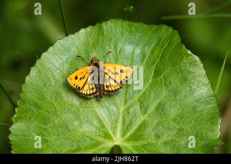 Kleiner nordamerikanischer Kapitän, Carterocephalus silvicola, der auf einem üppigen Blatt in Estland ruht Stockfoto