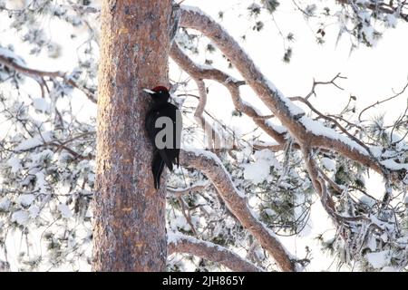 Schwarzer Specht, Dryocopus martius auf einem Tannenstamm in Nordfinnland. Stockfoto