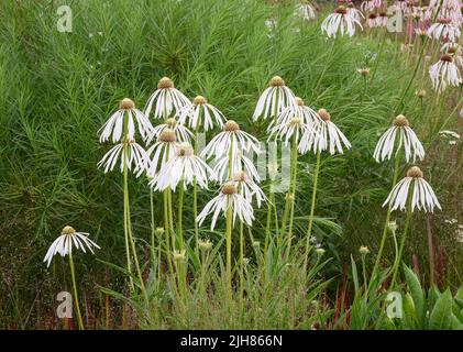 Weiße Form der hängenden Kegelblume Echinacea pallida, die einen markanten Brennpunkt einer krautigen Grenze in Somerset UK bildet Stockfoto