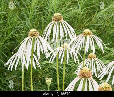 Weiße Form der hängenden Kegelblume Echinacea pallida, die einen markanten Brennpunkt einer krautigen Grenze in Somerset UK bildet Stockfoto