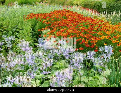 Inselbeete von winterharten Pflanzen dominiert von Helenium und Eryngium bei Hauser und Wirth Bruton Somerset UK Stockfoto