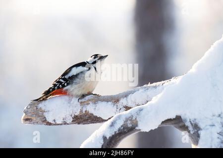 Toller Specht, der an einem kalten Wintertag im Taigawald Holz pickt Stockfoto