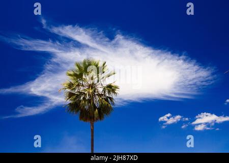 copernicia prunifera oder die Carnaubapalme oder carnaubeira Stockfoto